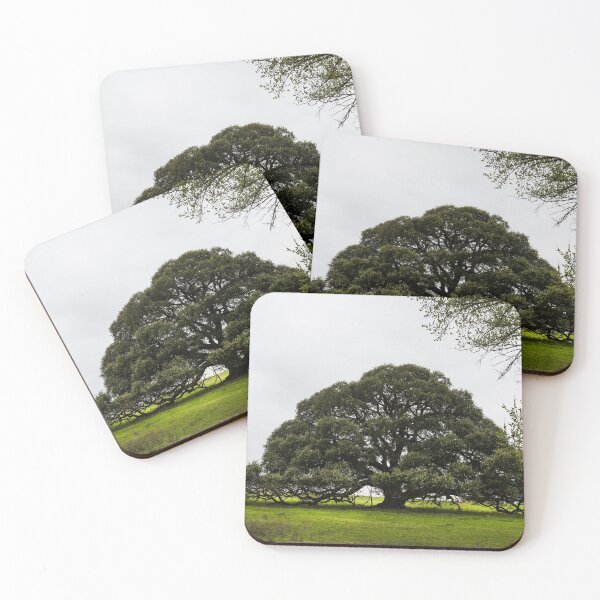 Item preview, Iconic, low-hanging Texas tree near the town of Schulenburg in Fayette County, Texas designed and sold by OrcaNature.