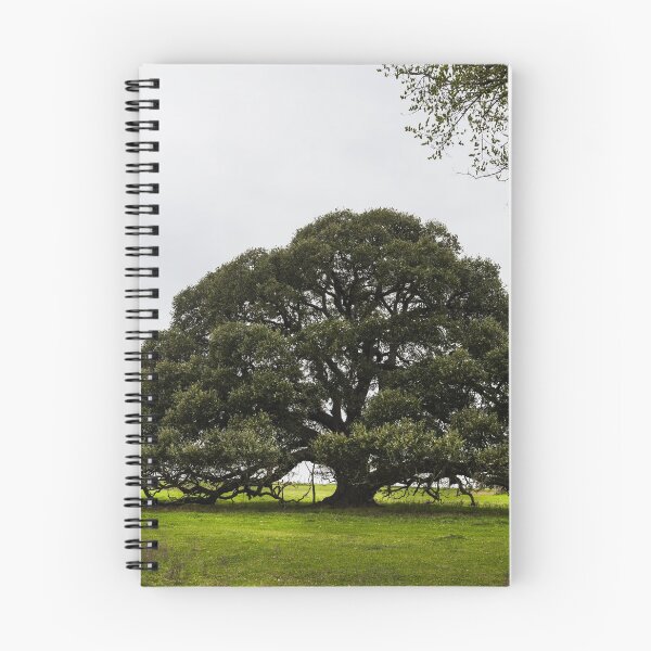 Item preview, Iconic, low-hanging Texas tree near the town of Schulenburg in Fayette County, Texas designed and sold by OrcaNature.