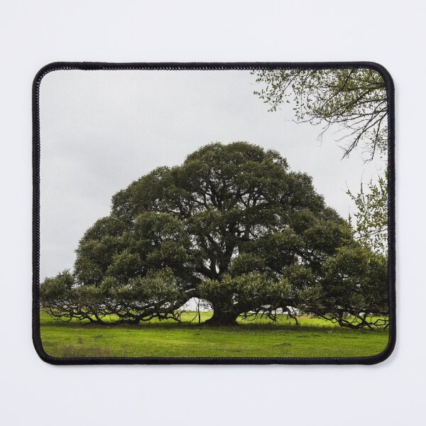 Item preview, Iconic, low-hanging Texas tree near the town of Schulenburg in Fayette County, Texas designed and sold by OrcaNature.