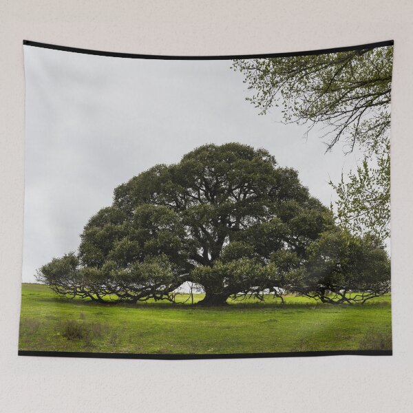 Item preview, Iconic, low-hanging Texas tree near the town of Schulenburg in Fayette County, Texas designed and sold by OrcaNature.