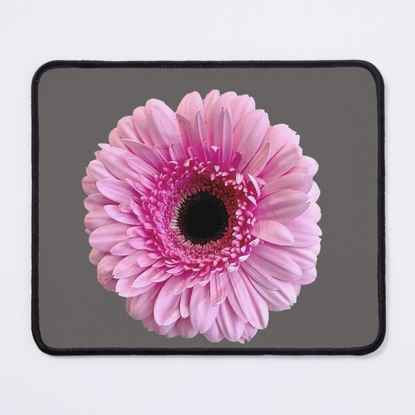 Item preview, Single isolated Pink Gerbera Daisy flower. designed and sold by sunnypicsoz.