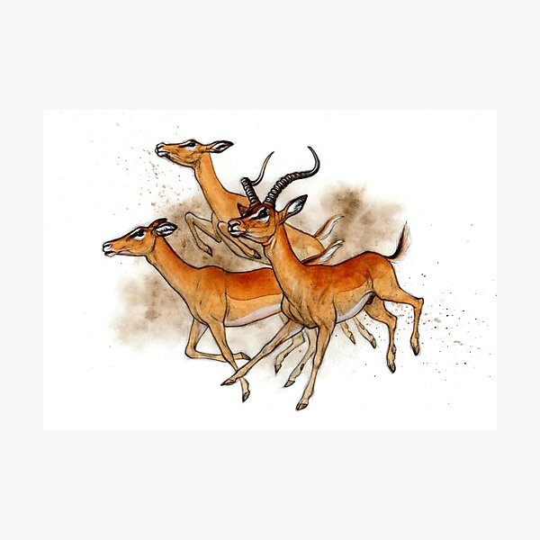 Black-faced Impalas Running Photographic Print