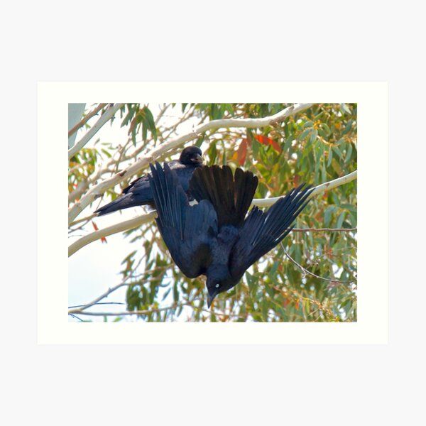 RAVEN ~ Forest Raven by David Irwin Art Print