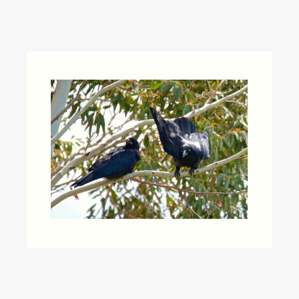 RAVEN ~ Forest Raven 6BJY9WG5 by David Irwin Art Print