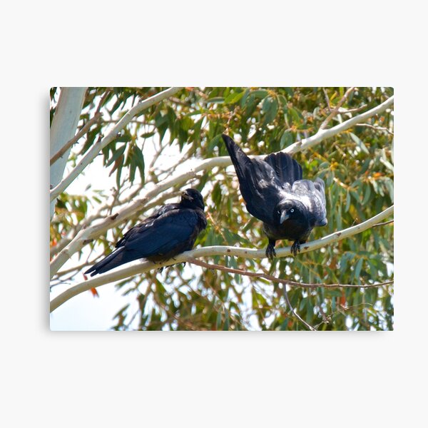 RAVEN ~ Forest Raven 6BJY9WG5 by David Irwin Canvas Print
