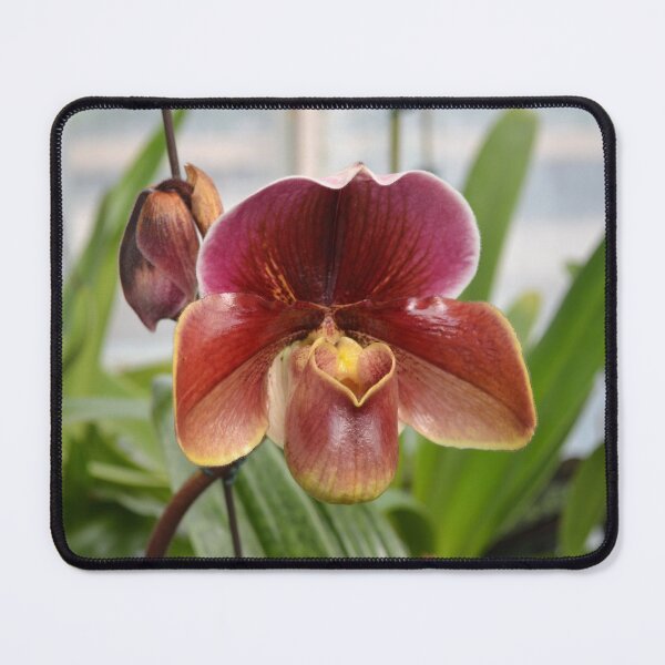 Item preview, Sienna Ladyslipper designed and sold by Kathleen Brant.