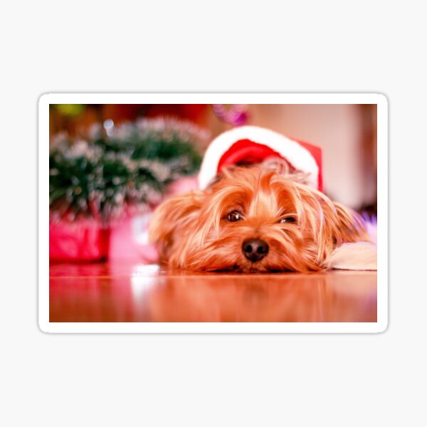 Waiting for christmas Sticker