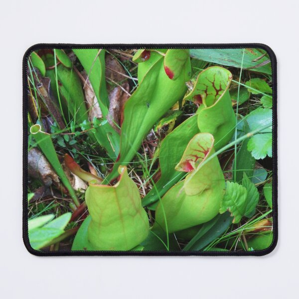 Item preview, Pitcher Plant 3 designed and sold by TheArtImp.