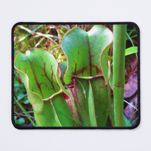 Item preview, Pitcher Plant 2 designed and sold by TheArtImp.