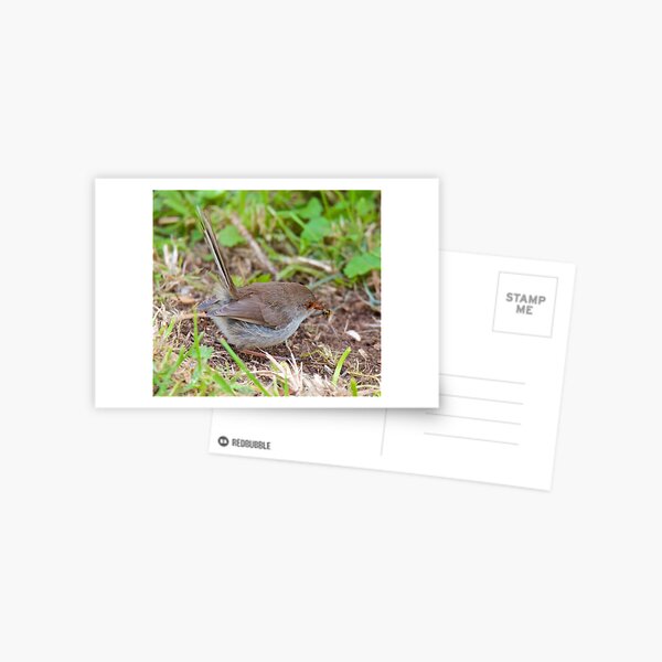 WREN ~ Superb Fairy-wren MXVpni3g by David Irwin Postcard