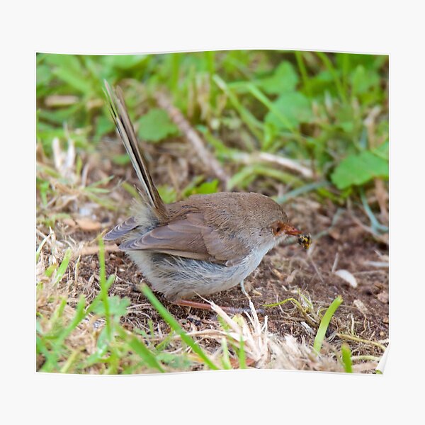 WREN ~ Superb Fairy-wren by David Irwin Poster