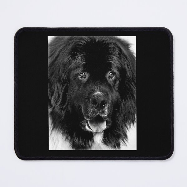 Item preview, Newfoundland Dog Portrait in Black and White designed and sold by Laurie Minor.