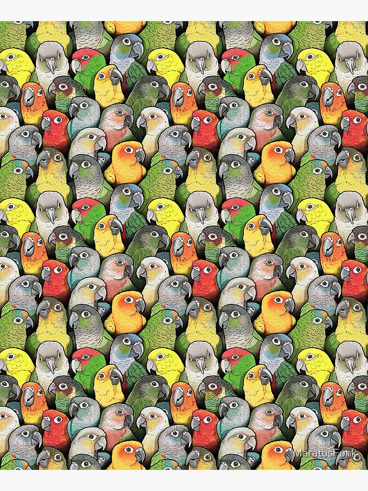 Colour of Conures by MaratusFunk