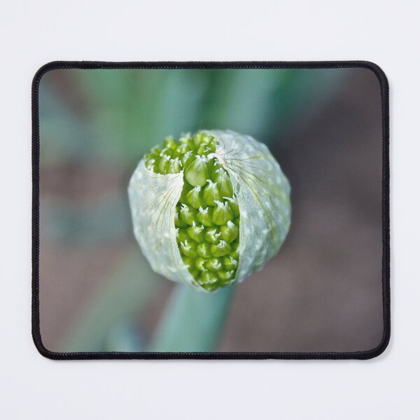 Item preview, Winter Onion designed and sold by Linda Bianic.