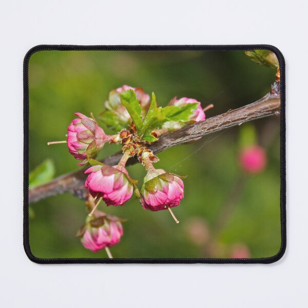 Item preview, Pink Spring Buds designed and sold by Linda Bianic.