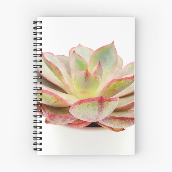 Item preview, Echeveria 'Hera' designed and sold by SucculentHearts.