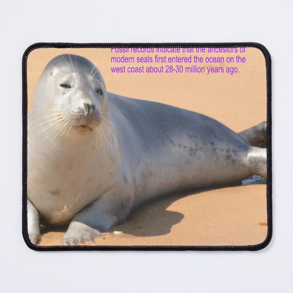 Item preview, Ocean Seal Art designed and sold by Alicefish.