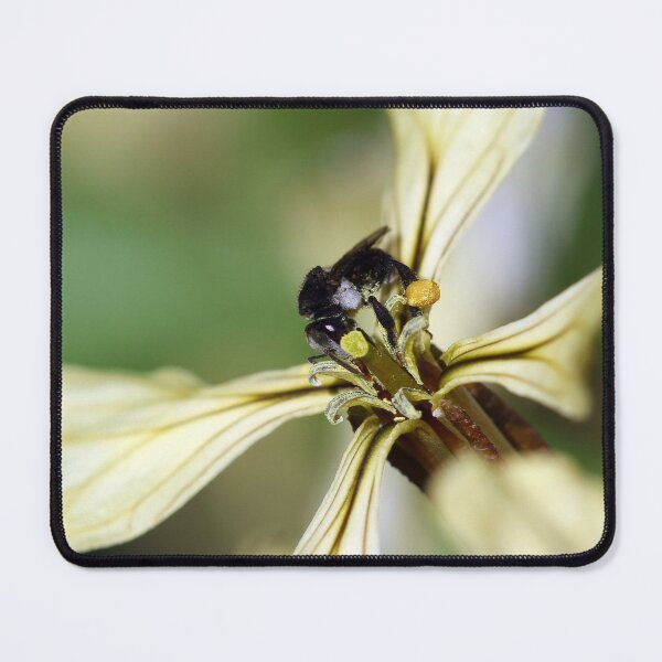 Item preview, Tiny Sugarbag bee designed and sold by Siene Browne.