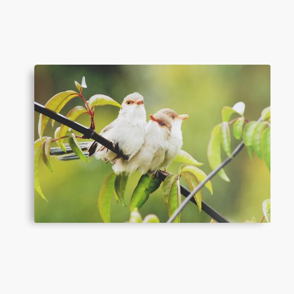 Sisters by Three Metal Print