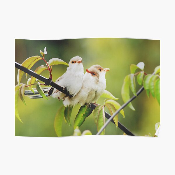 Sisters by Three Poster