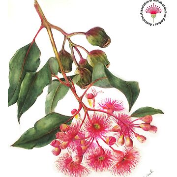 Artwork thumbnail, Eucalyptus Flower - AAFBG by AAFBG