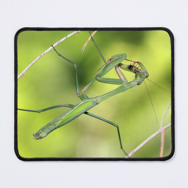Item preview, Praying Mantis Preening designed and sold by Siene Browne.