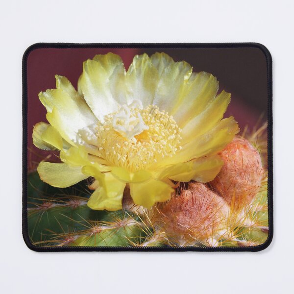 Item preview, Golden Cactus in Bloom designed and sold by Siene Browne.