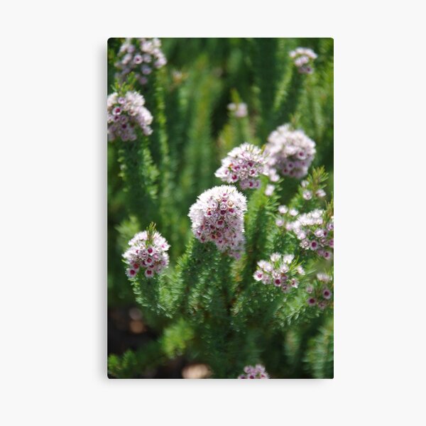 Item preview, Plumed Featherflower (Verticordia plumosa)  designed and sold by lezvee.
