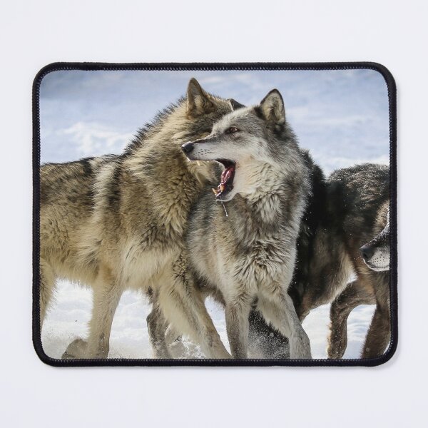 Item preview, Wolf pack playing in snow designed and sold by Maddie4Real.