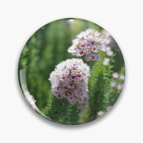 Artikelvorschau, Gefiederte Federblume (Verticordia plumosa) entworfen und verkauft von lezvee.