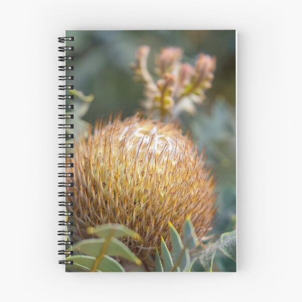 Item preview, Birds Nest Banksia II designed and sold by SallyB.Photography.
