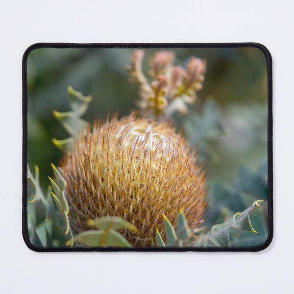 Item preview, Birds Nest Banksia II designed and sold by SallyB.Photography.