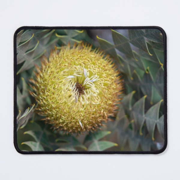 Item preview, Birds Nest Banksia I designed and sold by SallyB.Photography.
