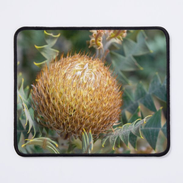 Item preview, Birds Nest Banksia III designed and sold by SallyB.Photography.