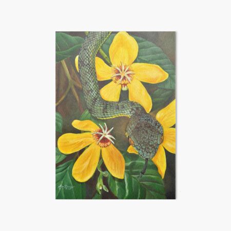 Schultze's Pit Viper Art Board Print