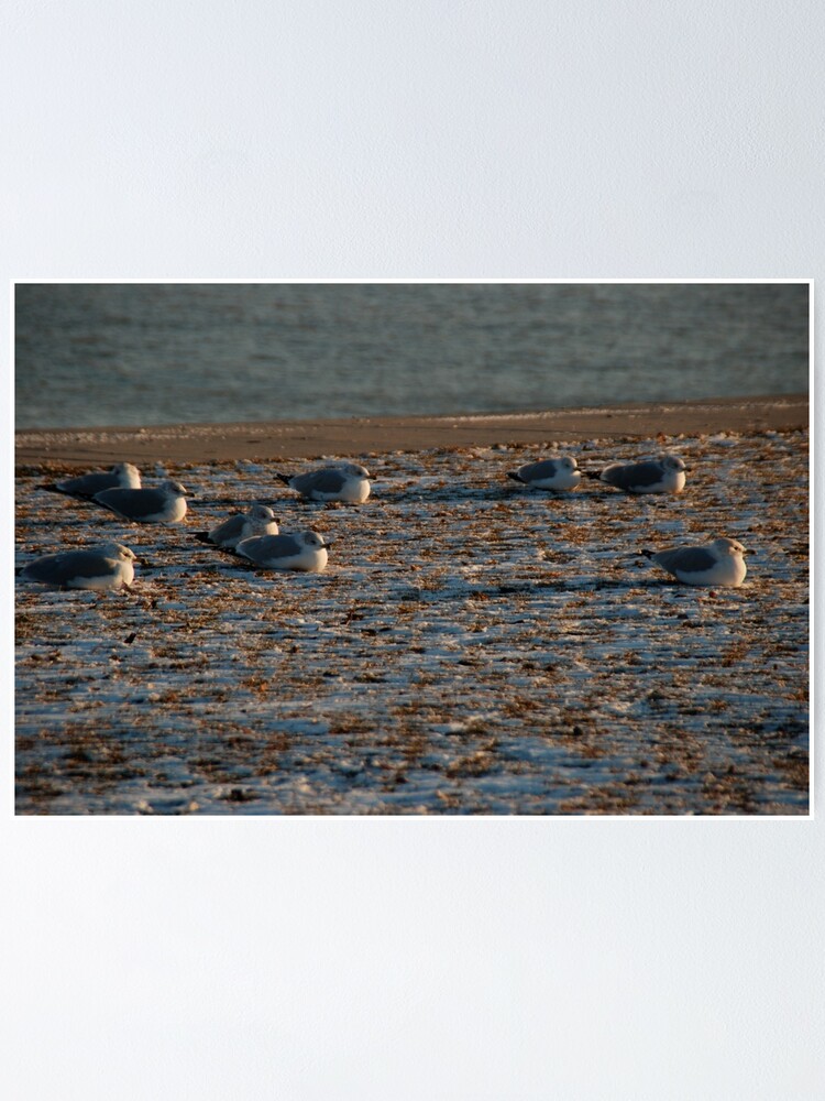 Thumbnail 1 of 3, Poster, snowbirds designed and sold by dcsinger.