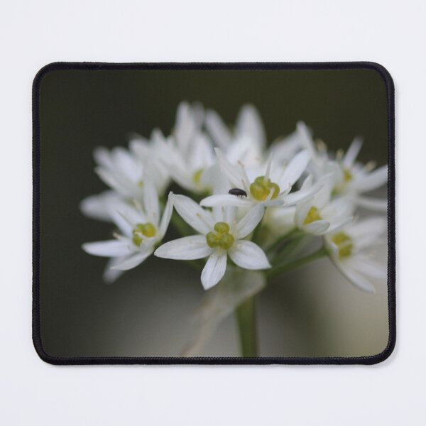 Item preview, Wild garlic designed and sold by cuprum.