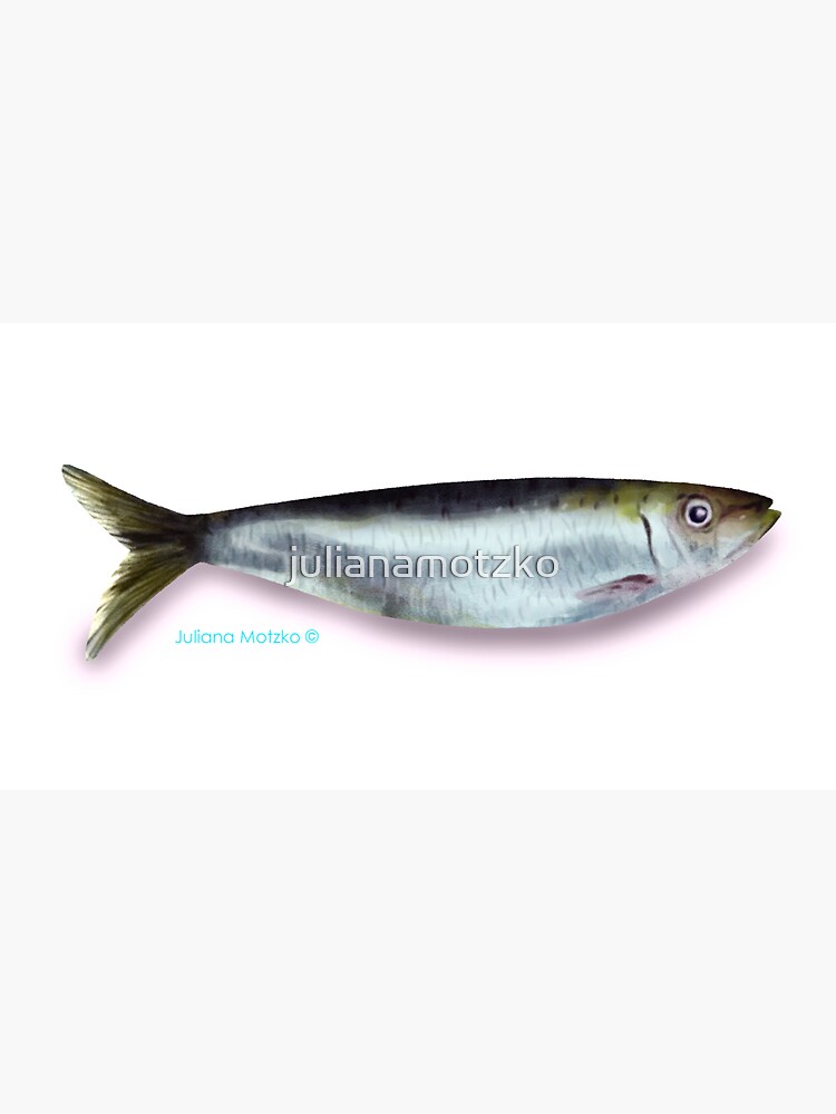 Sardine by julianamotzko