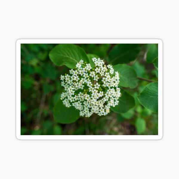 Elderflower Sticker