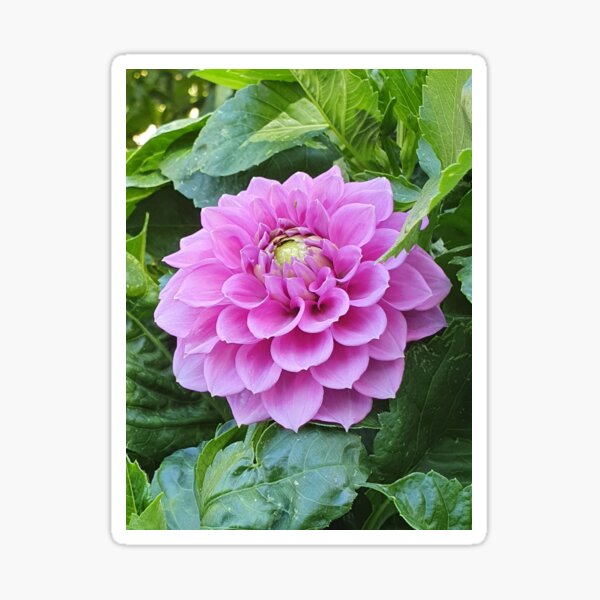 Item preview, Light Pink Dahlia designed and sold by Claire L Page Photography.