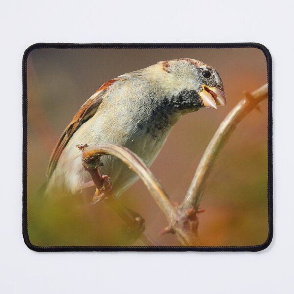 Item preview, Nosey Sparrow designed and sold by Fearless-Fox.