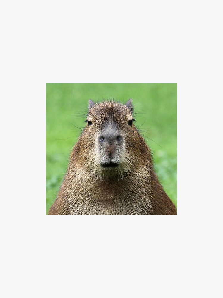 foto da capivara sigma