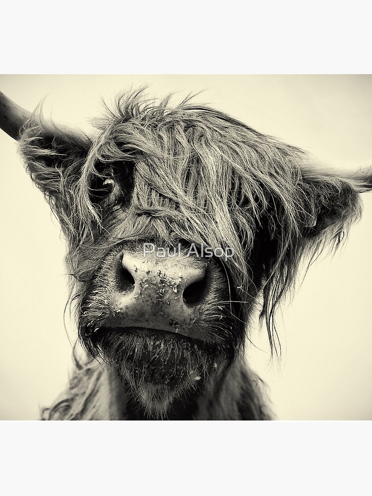 Highland Cow by PaulMAlsop