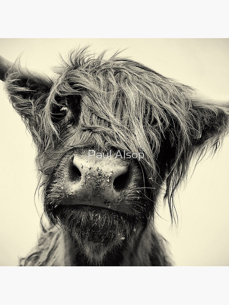 Highland Cow by PaulMAlsop
