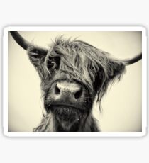 Highland Cow Sticker