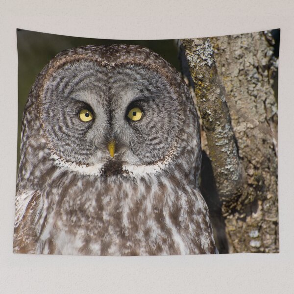 Item preview, Great Grey Owl designed and sold by Owl-Images.