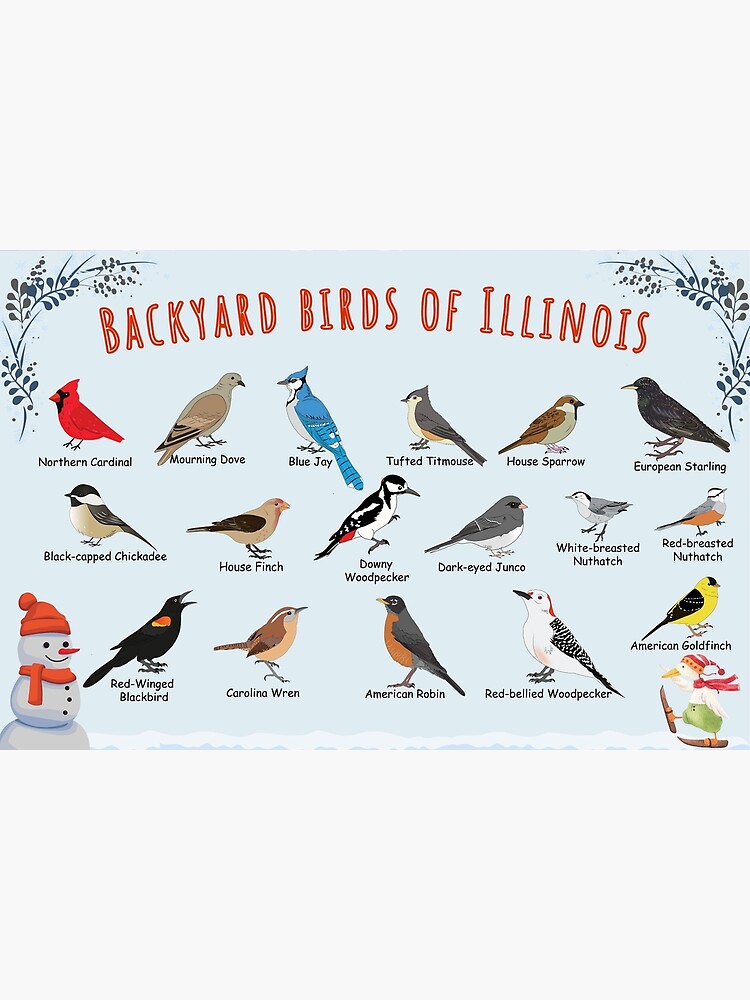 Thumbnail 3 of 3, Poster, Backyard birds of Illinois designed and sold by AndyMcBird.