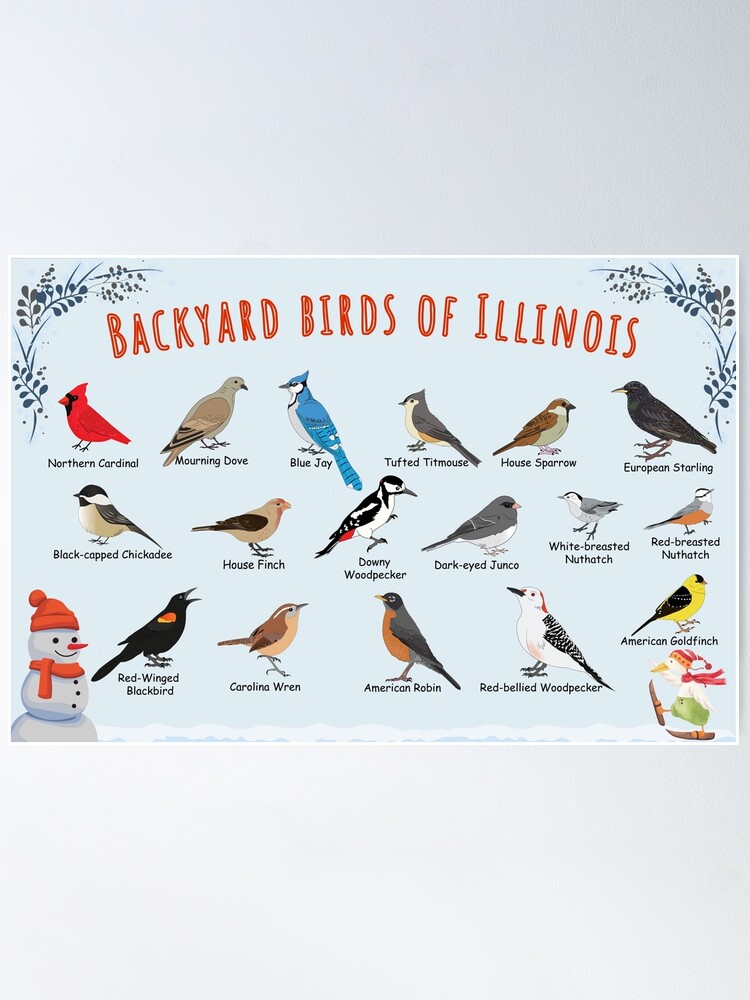 Thumbnail 1 of 3, Poster, Backyard birds of Illinois designed and sold by AndyMcBird.