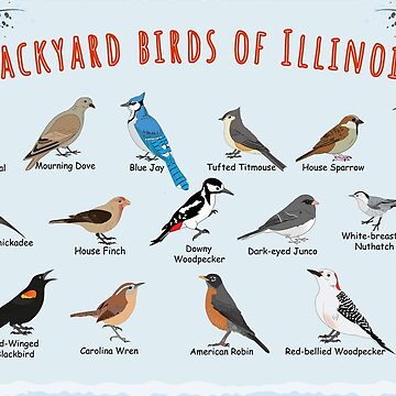 Artwork thumbnail, Backyard birds of Illinois by AndyMcBird