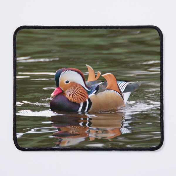 Item preview, Mandarin duck designed and sold by koalas1414.